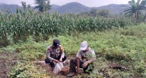 Bhabinkamtibmas Polsek Jambon Turun ke Sawah, Dampingi Warga Panen Kacang Tanah di Bringinan