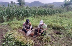 Bhabinkamtibmas Polsek Jambon Turun ke Sawah, Dampingi Warga Panen Kacang Tanah di Bringinan