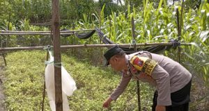 Turun ke Ladang, Bhabinkamtibmas Polsek Sawoo Polres Ponorogo Dampingi Petani Cek Tanaman Kacang di Grogol Sawoo