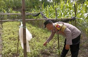 Turun ke Ladang, Bhabinkamtibmas Polsek Sawoo Polres Ponorogo Dampingi Petani Cek Tanaman Kacang di Grogol Sawoo