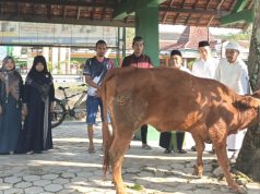 Perkuat Karakter Siswa, SMPN 1 Slahung Gelar Shalat Ied, Qurban Sapi & Distribusikan Tiga Kambing Pada 3 SD