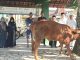 Perkuat Karakter Siswa, SMPN 1 Slahung Gelar Shalat Ied, Qurban Sapi & Distribusikan Tiga Kambing Pada 3 SD