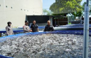 Dukung Ketahanan Pangan, Aipda Tommy Muhamad Bhabinkamtibmas di Ponorogo Sukses Kelola 14 Kolam Lele