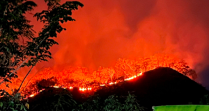 Malam-Malam Hutan Ponorogo Dilalap Si Jago Merah, Warga Karanglo Kidul Sempat Waswas