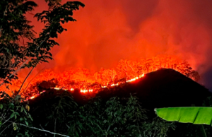 Malam-Malam Hutan Ponorogo Dilalap Si Jago Merah, Warga Karanglo Kidul Sempat Waswas