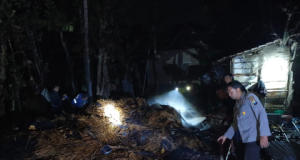Ditinggal Takziah, Tumpukan Jerami Kandang di Balong Terbakar, 2 Sapi & 7 Kambing Selamat