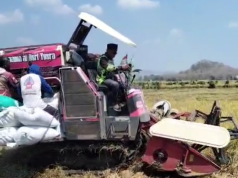 Hasil Panen Bagus, Harga Gabah Sawah di Gelanglor Ponorogo Capai Rp 810 Ribu per Kuintal