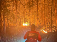 Hutan Rakyat di Kaponan Mlarak Ponorogo Terbakar, 1,5 Hektar Lahan Jati Hangus