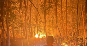 Hutan Rakyat di Kaponan Mlarak Ponorogo Terbakar, 1,5 Hektar Lahan Jati Hangus