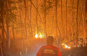 Hutan Rakyat di Kaponan Mlarak Ponorogo Terbakar, 1,5 Hektar Lahan Jati Hangus