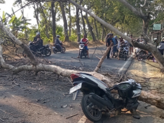 Ngeri, Pohon Tumbang Timpa Pengendara Motor di Winong Jetis Ponorogo, Satu Meninggal Dunia
