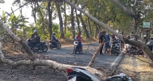 Ngeri, Pohon Tumbang Timpa Pengendara Motor di Winong Jetis Ponorogo, Satu Meninggal Dunia