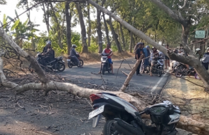 Ngeri, Pohon Tumbang Timpa Pengendara Motor di Winong Jetis Ponorogo, Satu Meninggal Dunia