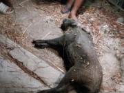 Tabrak Babi Hutan di Jambon, Pemotor Asal Nampan Sukorejo Dilarikan ke RS