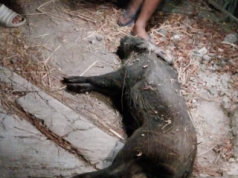 Tabrak Babi Hutan di Jambon, Pemotor Asal Nampan Sukorejo Dilarikan ke RS