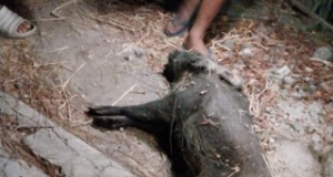 Tabrak Babi Hutan di Jambon, Pemotor Asal Nampan Sukorejo Dilarikan ke RS
