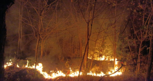 Karhutla Hutan Jati di Nambak Ponorogo, Tak Hanya Hanguskan Lahan, Satwa Pun Jadi Korban
