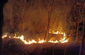 Karhutla Hutan Jati di Nambak Ponorogo, Tak Hanya Hanguskan Lahan, Satwa Pun Jadi Korban