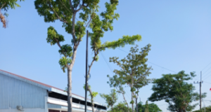 V-Ixion Serempet Pejalan Kaki di Dekat KDMP Nambangrejo Ponorogo, Pemotor Pendarahan Mulut, Hidung & Telinga