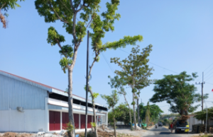 V-Ixion Serempet Pejalan Kaki di Dekat KDMP Nambangrejo Ponorogo, Pemotor Pendarahan Mulut, Hidung & Telinga