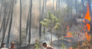 Medan Curam Sulit Dijangkau, Kebakaran 2 Hektare Hutan Pinus Gunung Limas Ponorogo
