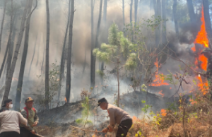 Medan Curam Sulit Dijangkau, Kebakaran 2 Hektare Hutan Pinus Gunung Limas Ponorogo