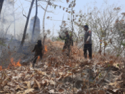 Siang Bolong, Hutan Jati Dekat Kawasan Monumen Reog Sampung Ponorogo Terbakar