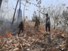 Siang Bolong, Hutan Jati Dekat Kawasan Monumen Reog Sampung Ponorogo Terbakar