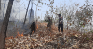 Siang Bolong, Hutan Jati Dekat Kawasan Monumen Reog Sampung Ponorogo Terbakar