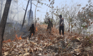 Siang Bolong, Hutan Jati Dekat Kawasan Monumen Reog Sampung Ponorogo Terbakar