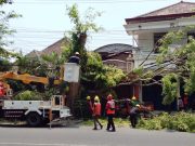 Semangat Sumpah Pemuda, PLN ULP Ponorogo dan DLH Bersinergi Pangkas Pohon Rawan Bahaya