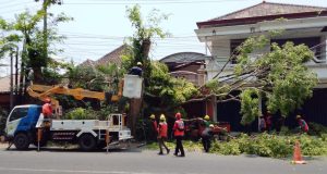 Semangat Sumpah Pemuda, PLN ULP Ponorogo dan DLH Bersinergi Pangkas Pohon Rawan Bahaya