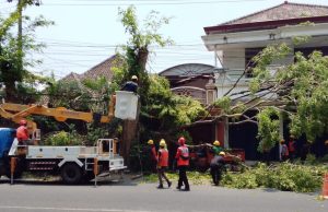 Semangat Sumpah Pemuda, PLN ULP Ponorogo dan DLH Bersinergi Pangkas Pohon Rawan Bahaya